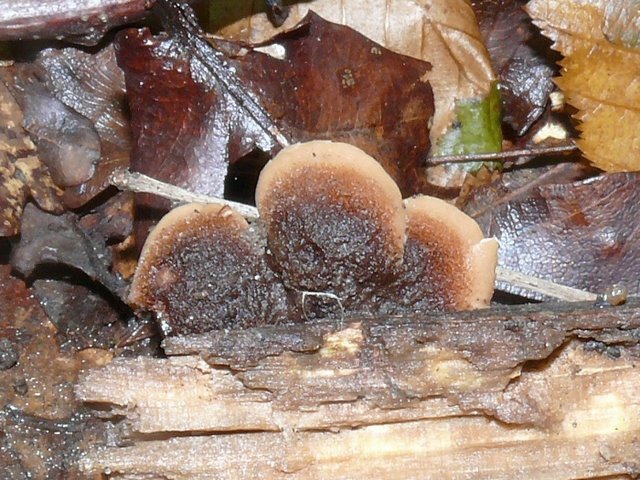 Lentinellus Ursinus 02